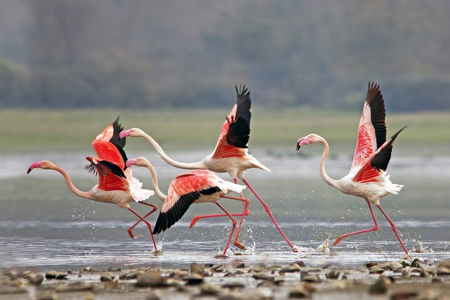phoenicopterus roseus, розово фламинго, розовые фламинго, Евгени Стефанов