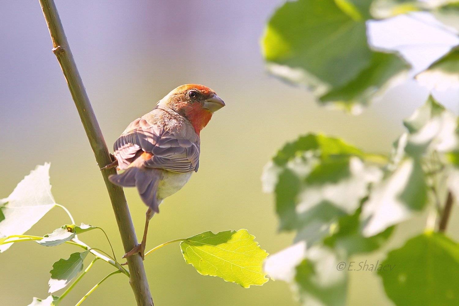 Birds, Carpodacus erythrinus, Common rosefinch, Обыкновенная чечевица, Птица, Птицы, Фотоохота, Евгений