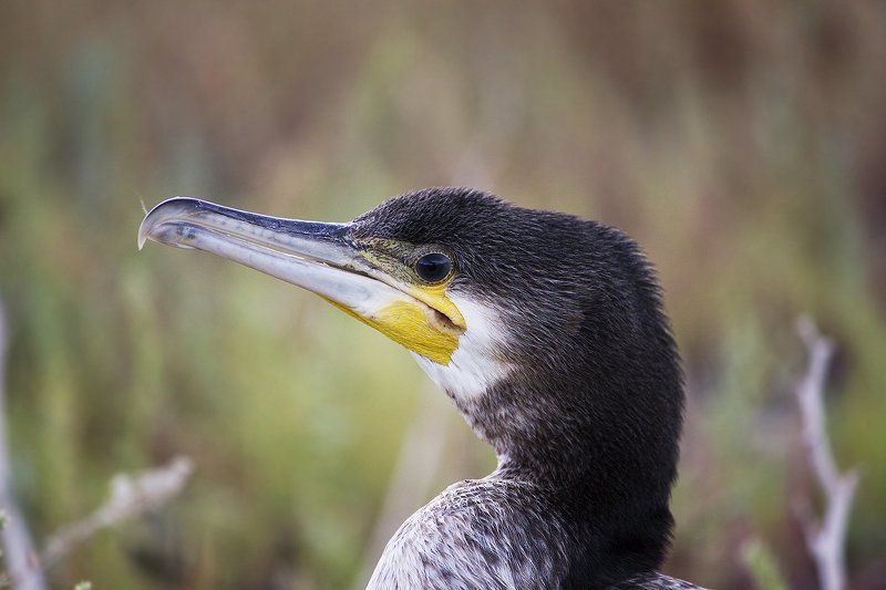 Баклан фото превью