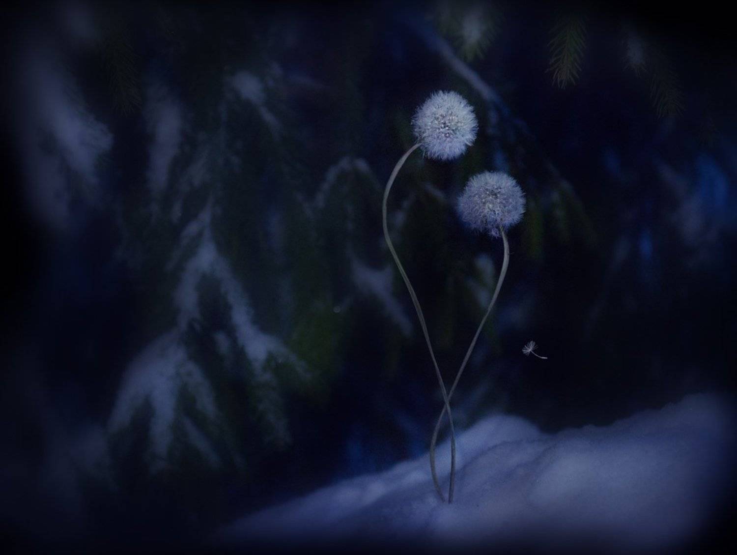 зима, одуванчики, грусть, печаль, Татьяна Гориловская