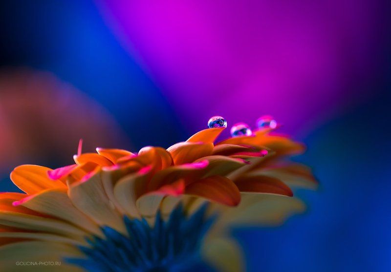 Гербера, Капли Сегодня 37 фото превью