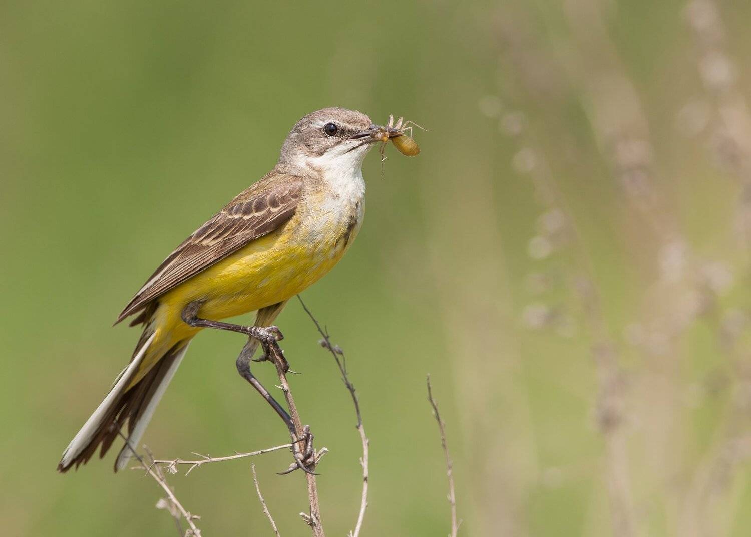 , Валерий Субачев