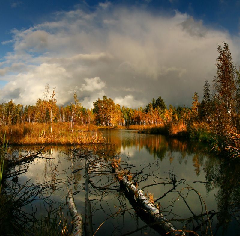Осень на Шатурских болотах. фото превью