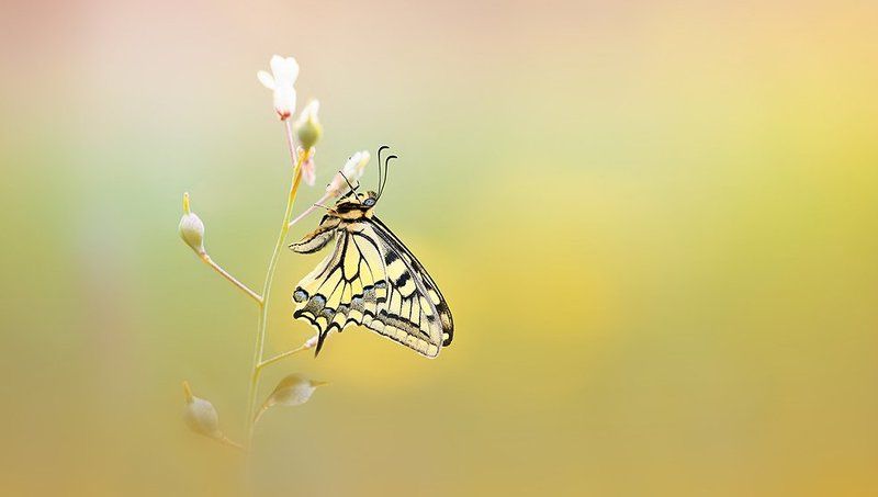 Papillon machaon фото превью