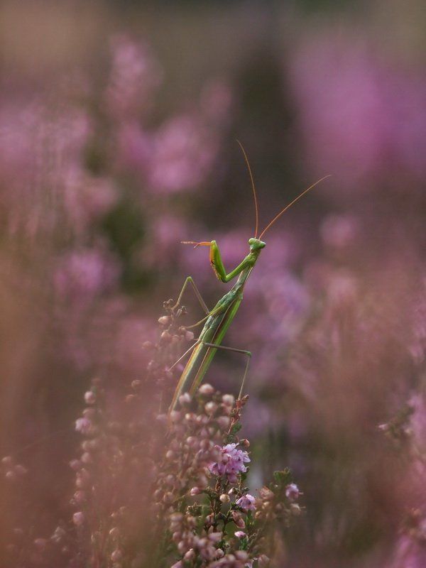 Пианист фото превью