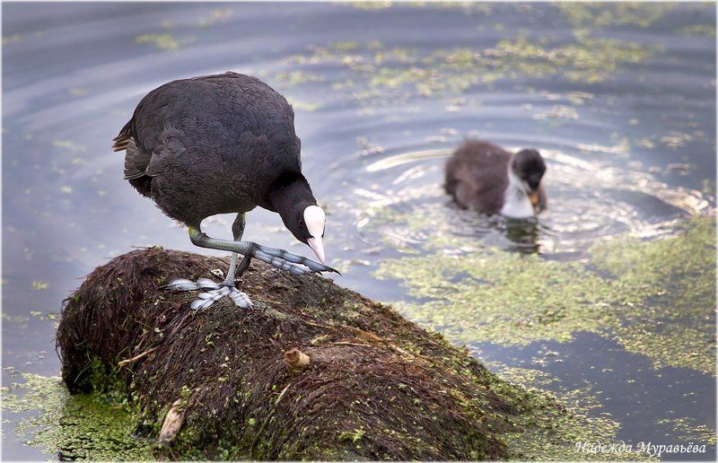Atra, Fulica, Лосиный, Лысуха, Остров Давненько ногти я не стригла фото превью