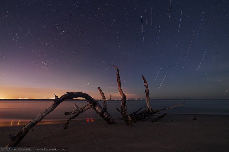 Ночью деревья оживают... фото превью