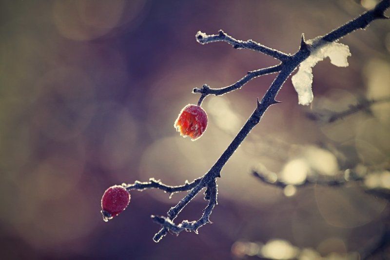 Ms. winter фото превью