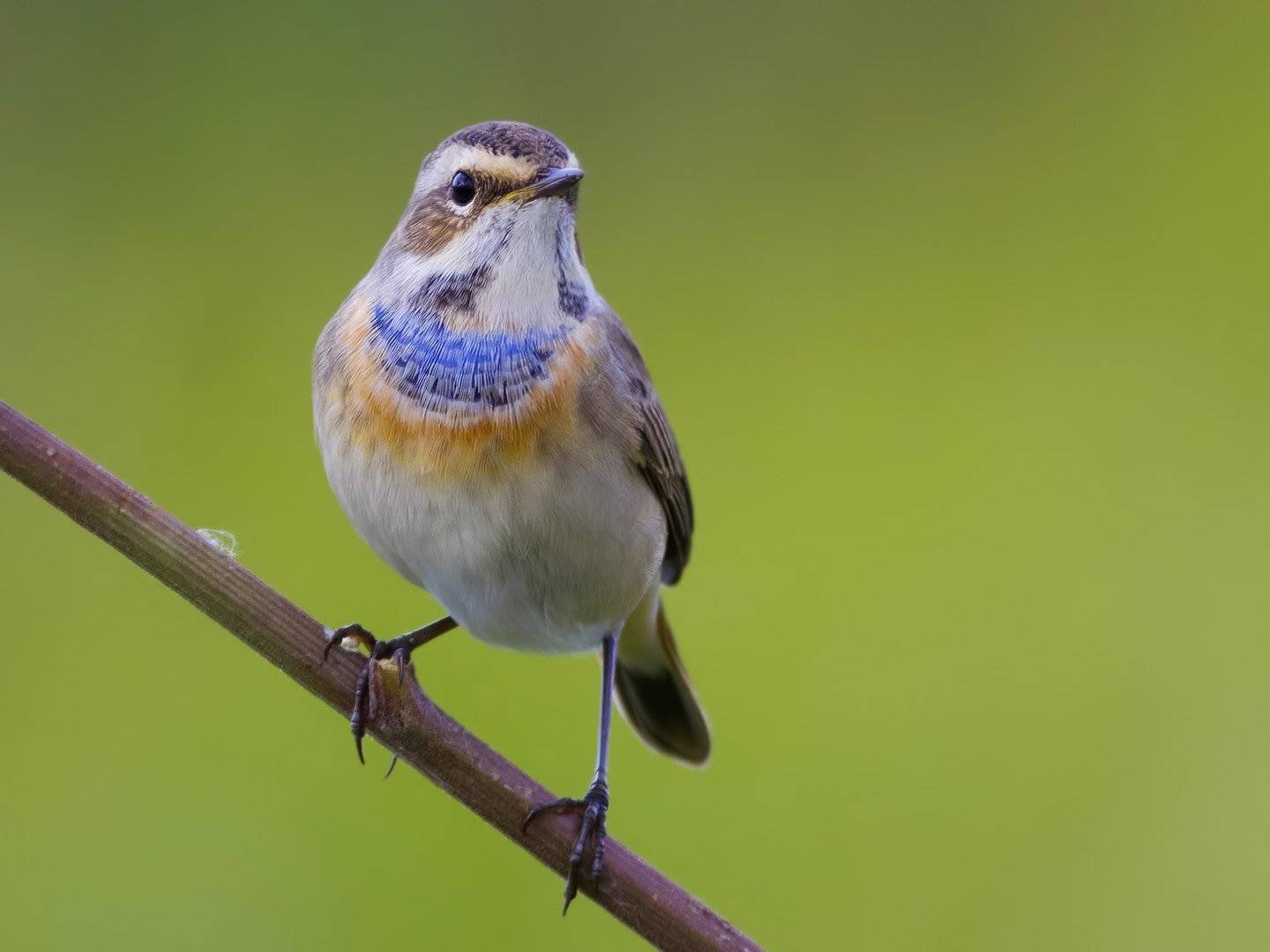 Варакушка, Ляпустин Юра