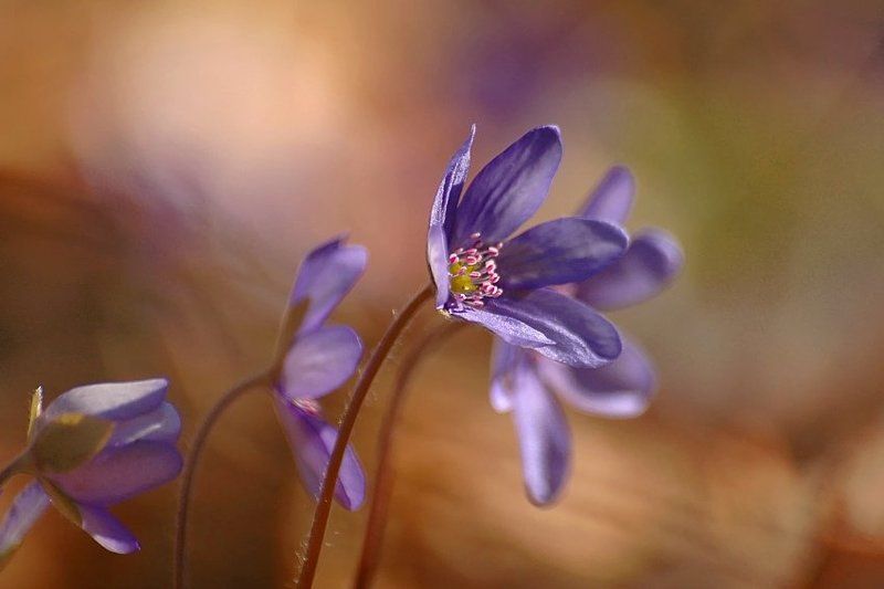 K солнцу фото превью