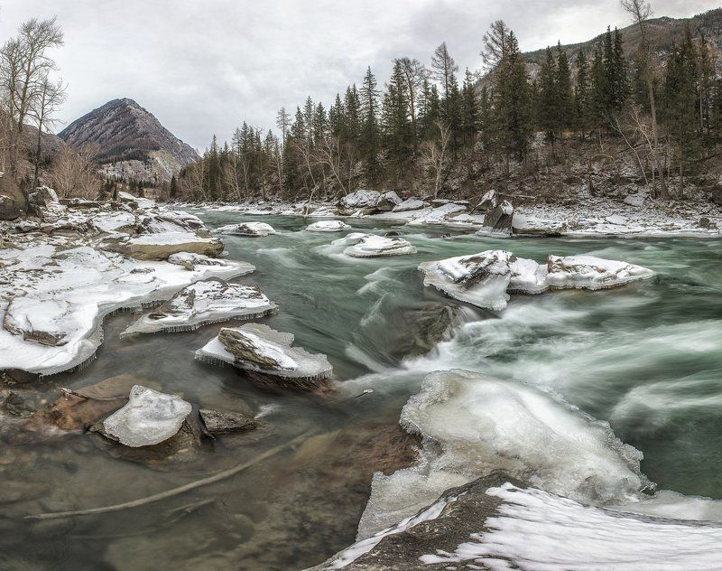чуя фото превью