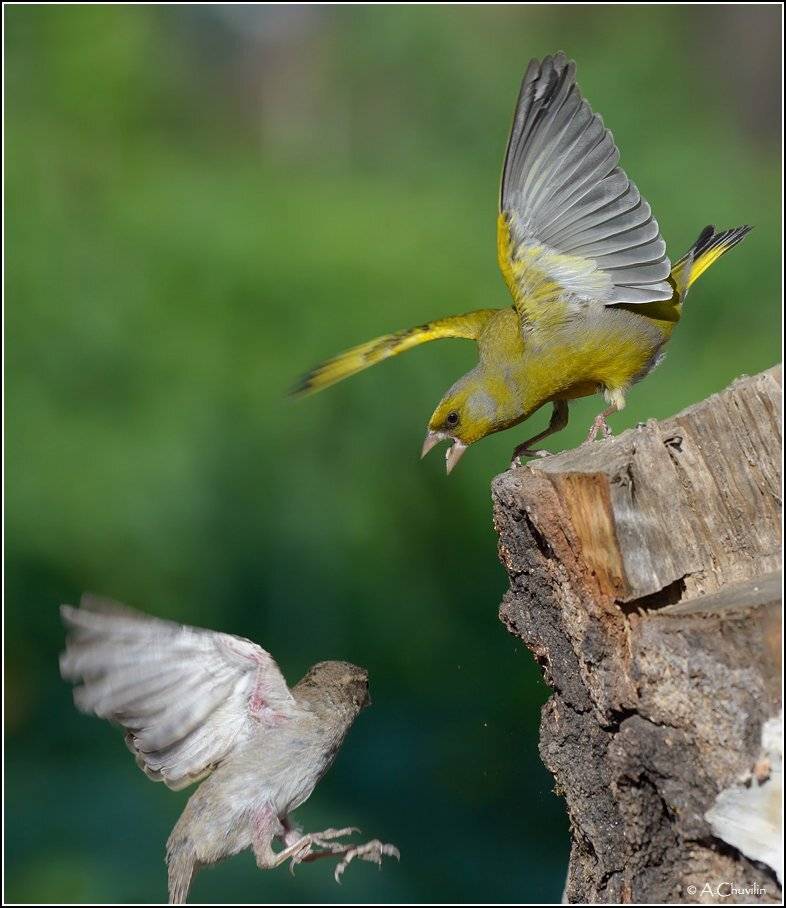 , Александр Чувилин