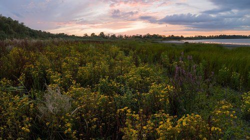 Цветы вечерней зари
