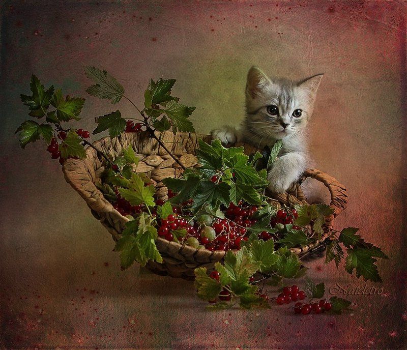 ~***~ фото превью