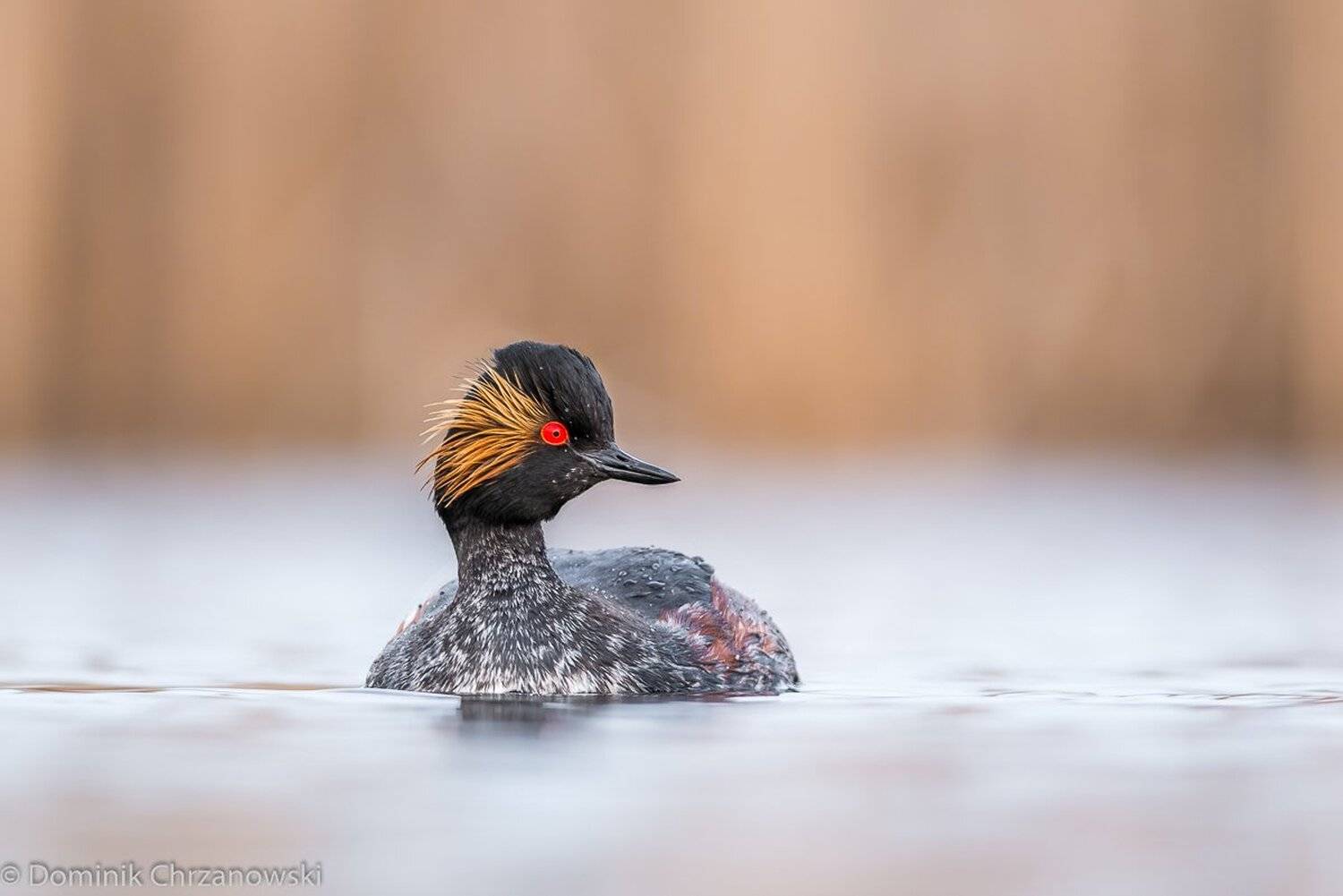 , Dominik Chrzanowski