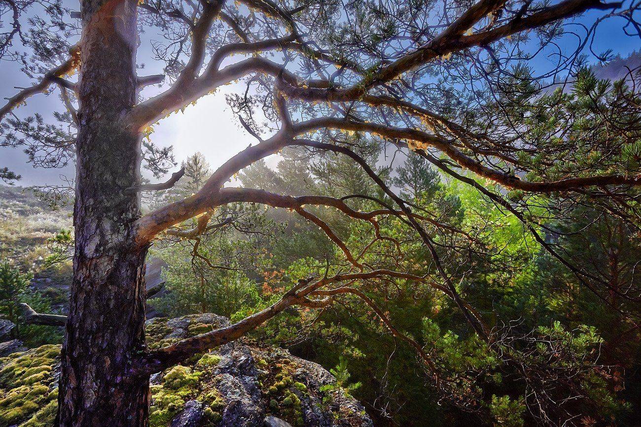 , Качурин Алексей