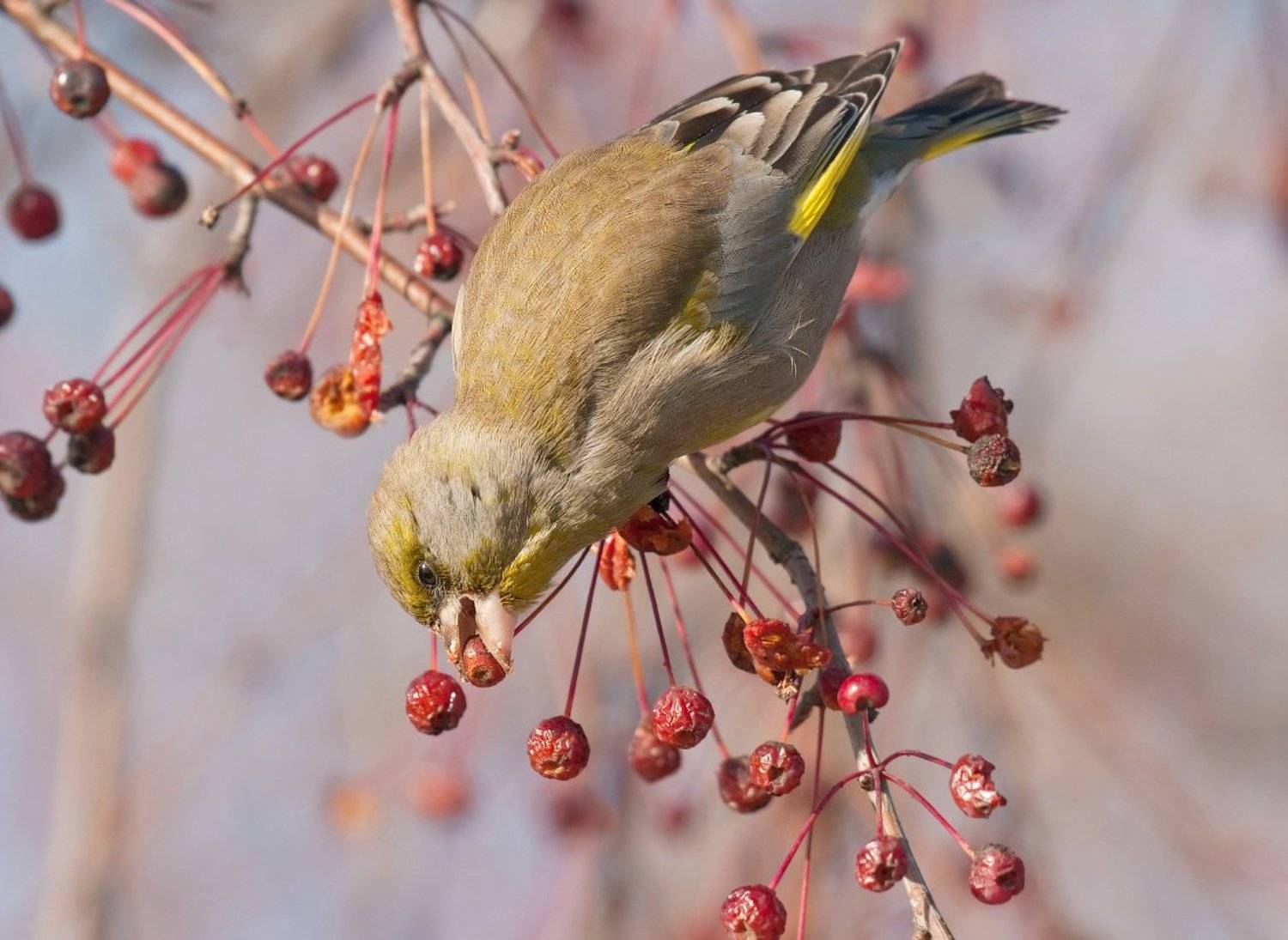 , Александр Смолкин