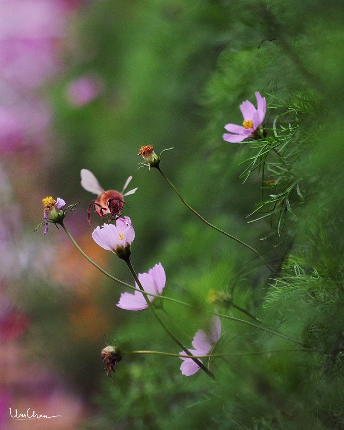 unochan, vuonghongchan, vuong hong chan, vietnam, hanoi, fower, bee  , unochan