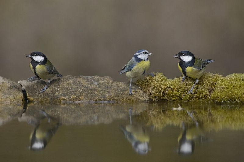 Tit family фото превью