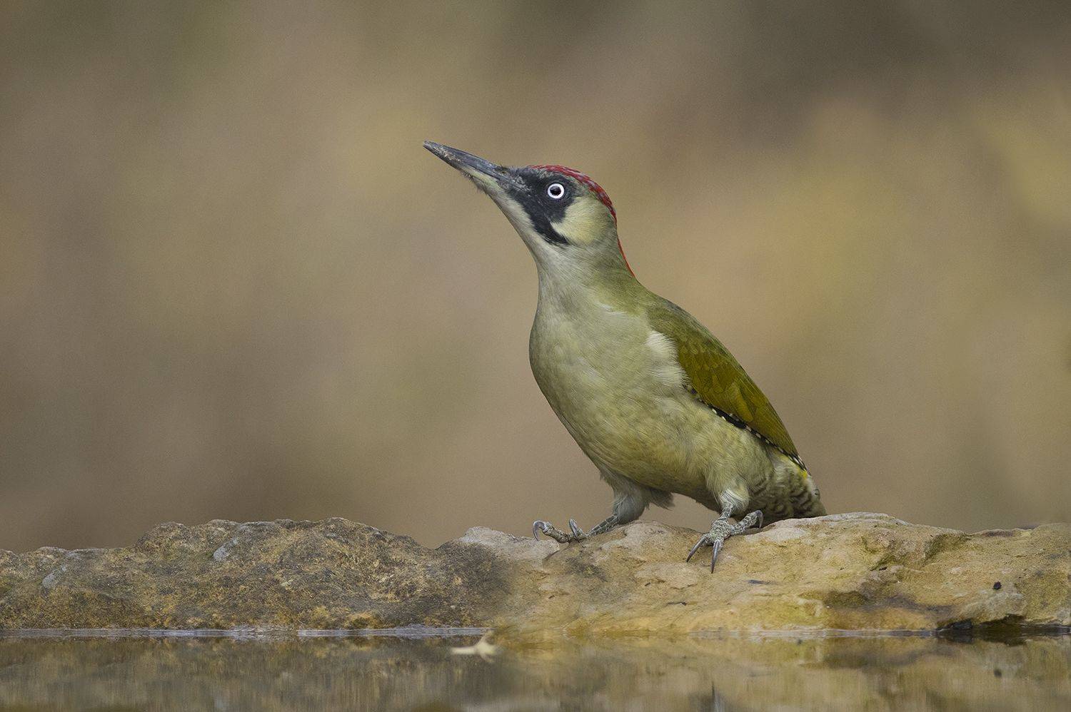 , Евгени Стефанов