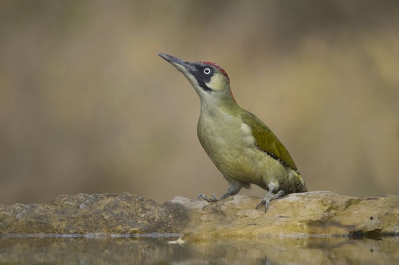 Зеленый дятел фото превью