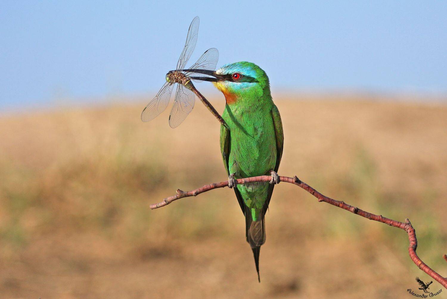 , Александр Гусар