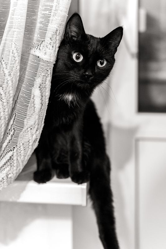 Багира фото превью