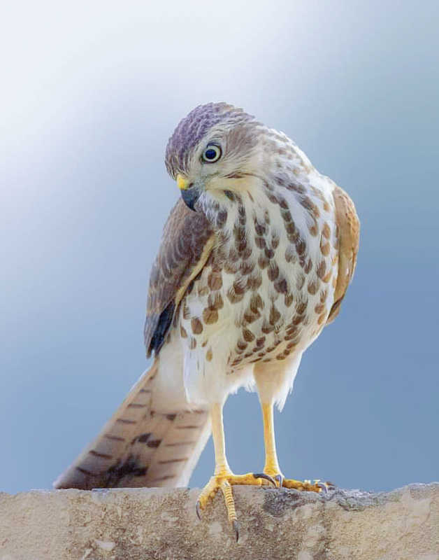 Shikra - Jjuvenile фото превью