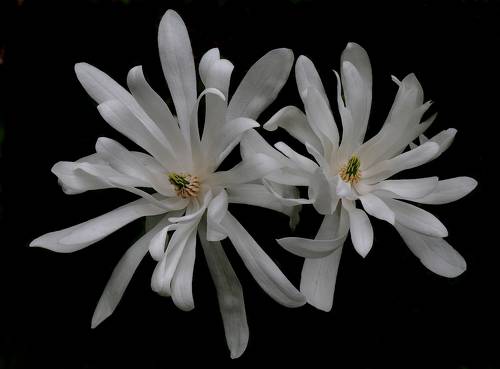 Magnolia stellata