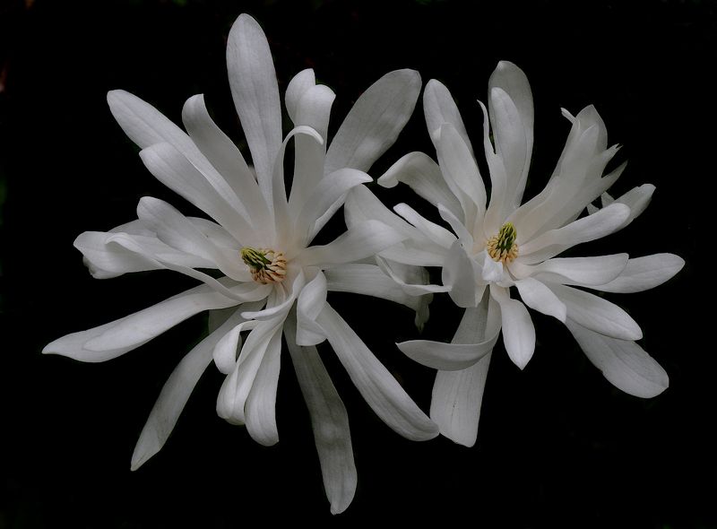 Magnolia stellata фото превью