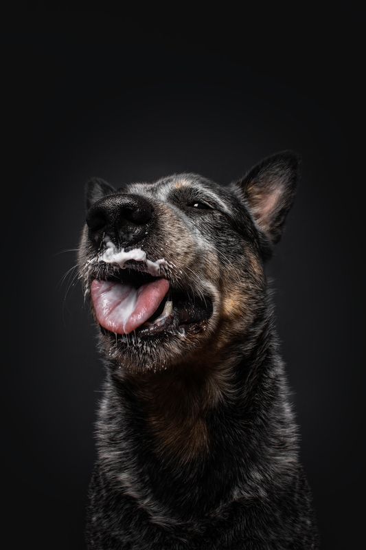 Австралийский хилер фото превью