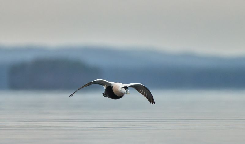 #bird #wildlife #nature #birdphotography Полет фото превью