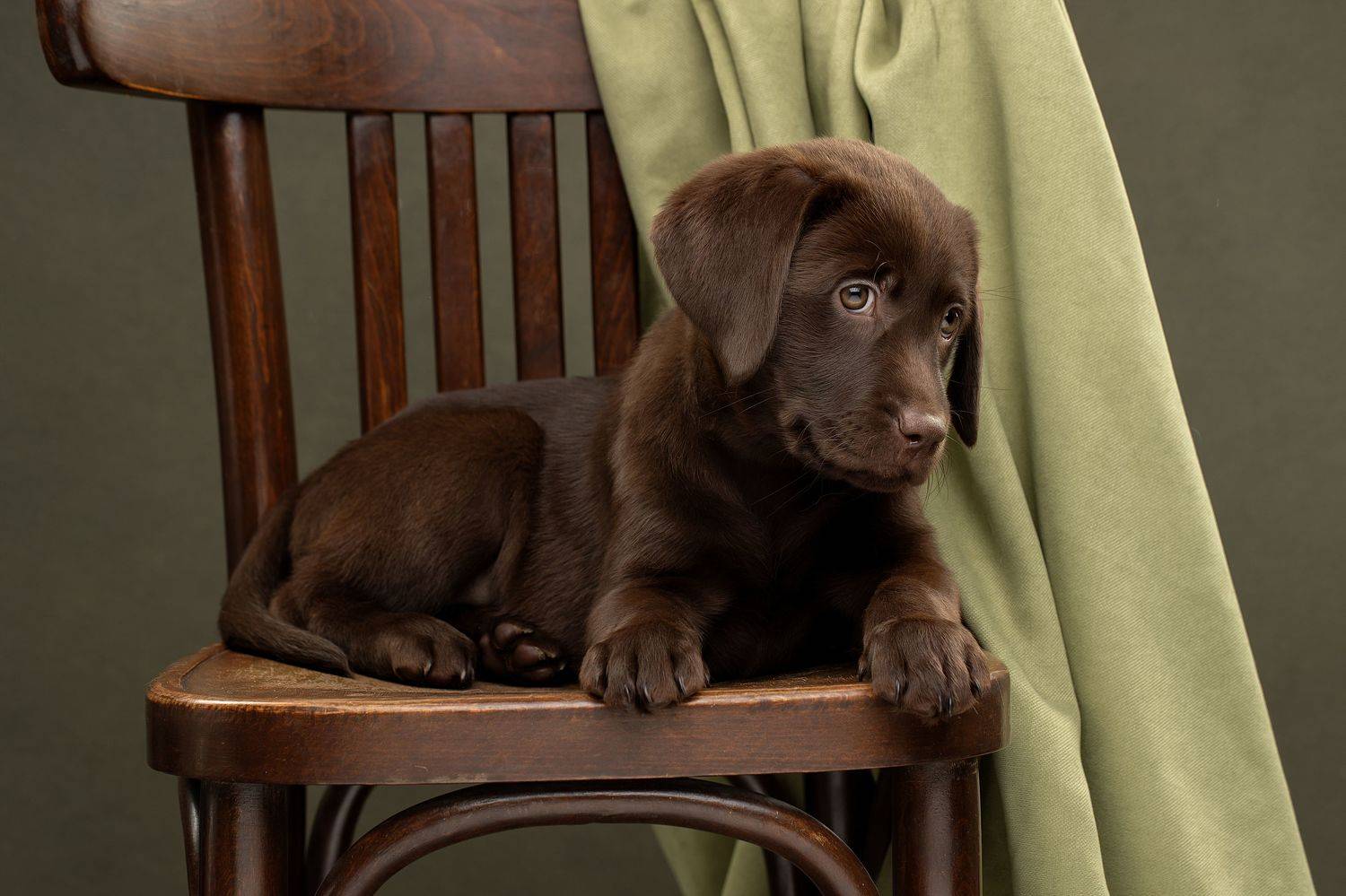 , Светлана Писарева