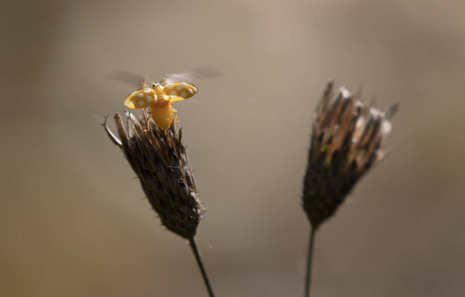 природа, жук, солнце, Александр Смолкин