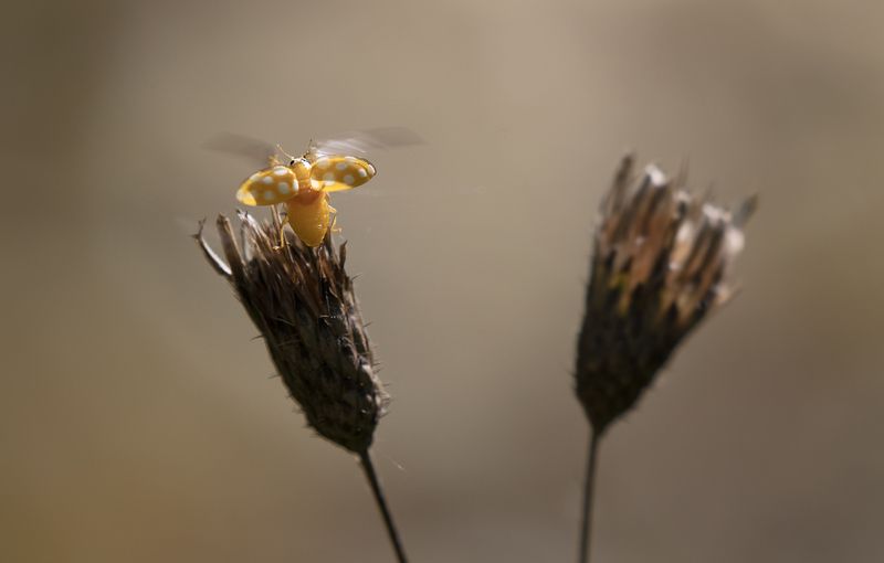 природа, жук, солнце Улететь от осени... фото превью