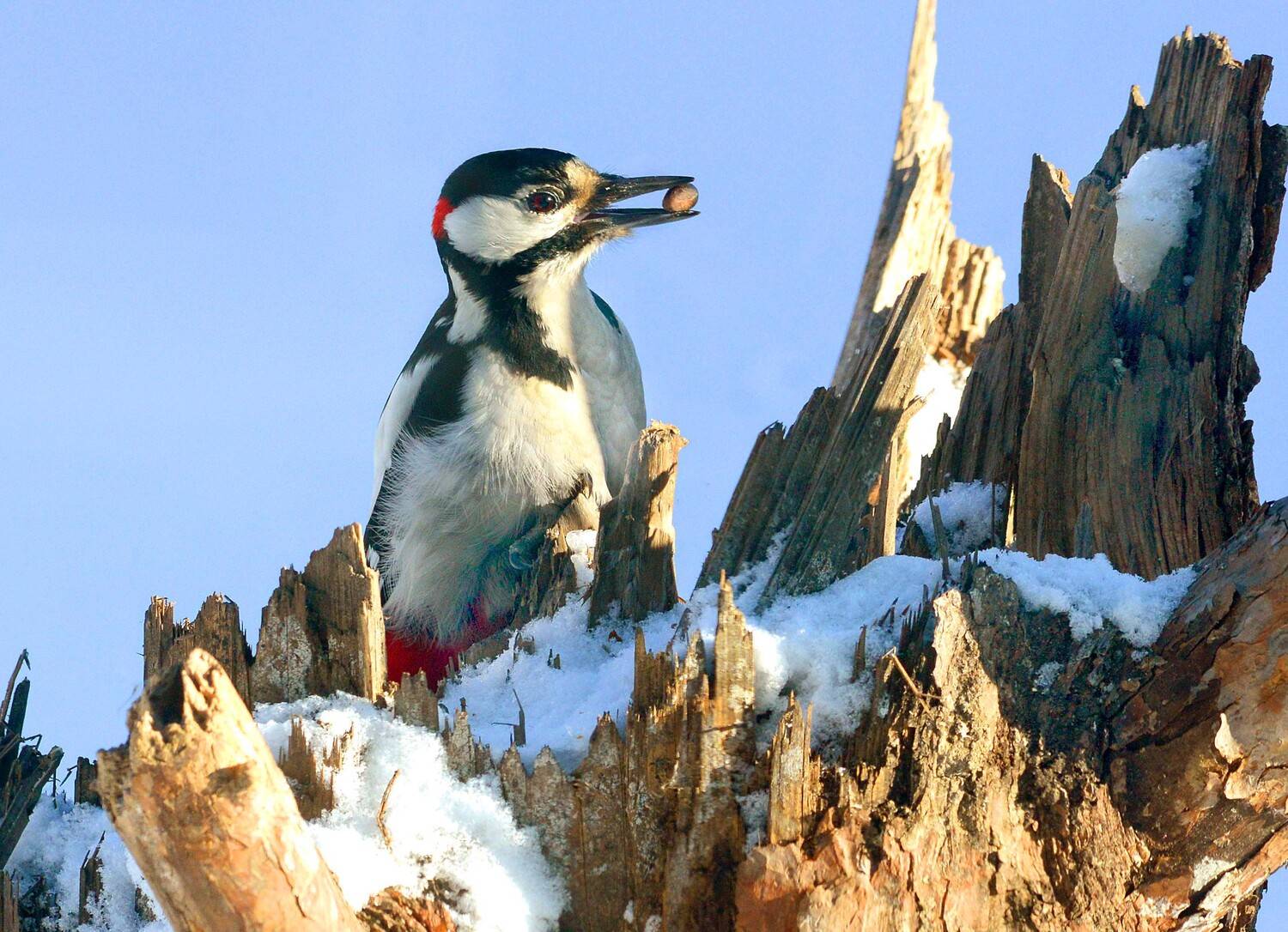 , Белоусов Михаил