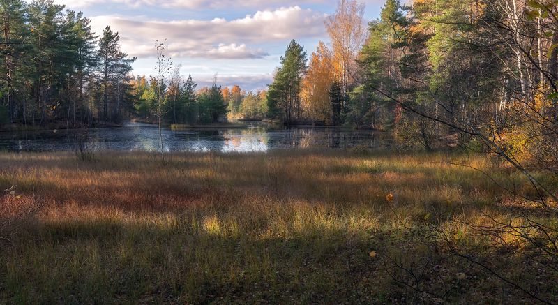 сестрорецк болото осень листопад небо октябрь вода закат Осенний ковер фото превью