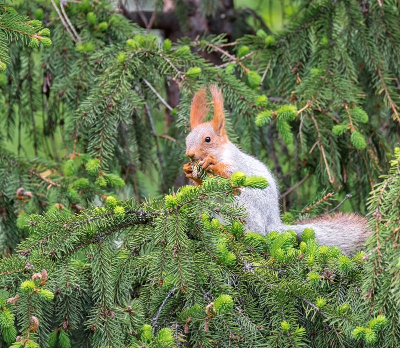 белка, весна, лес, Весенние дары.. фото превью