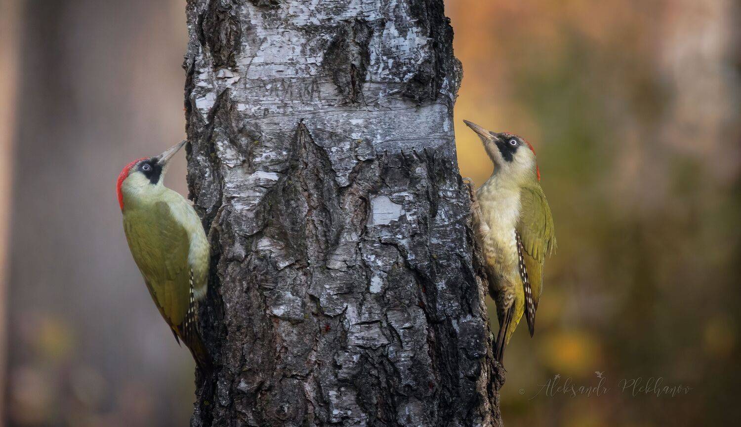 живая_природа_россии , краснодар , wildlife, Александр Плеханов