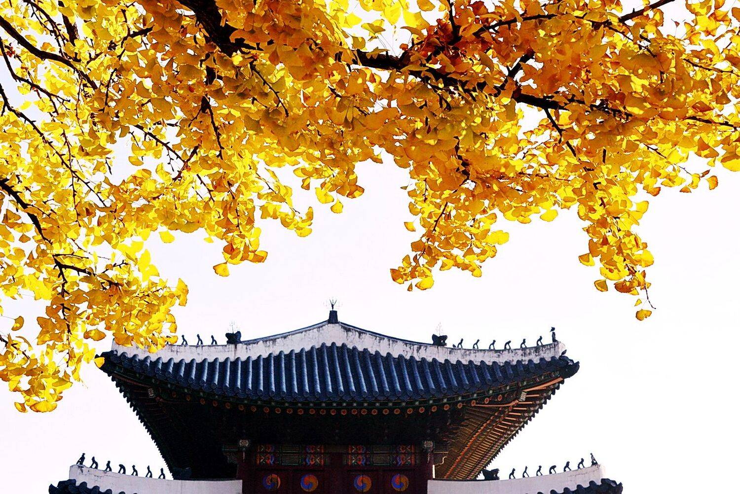 Autume Seoul, inkol yu