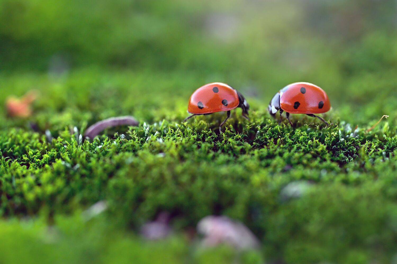 ceclii, macro, Ganev Tsvetan