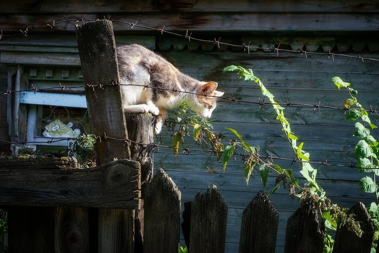 осень, кот, Владислав Никишин