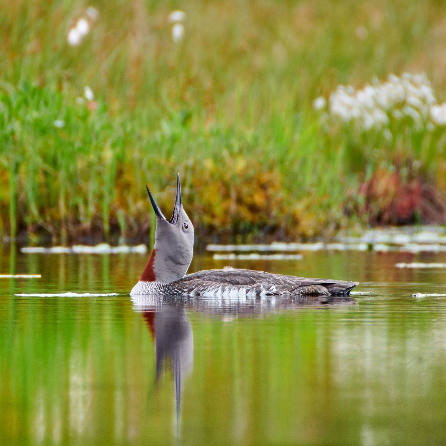 #bird #wildlife #nature #birdphotography, Александр Семенов