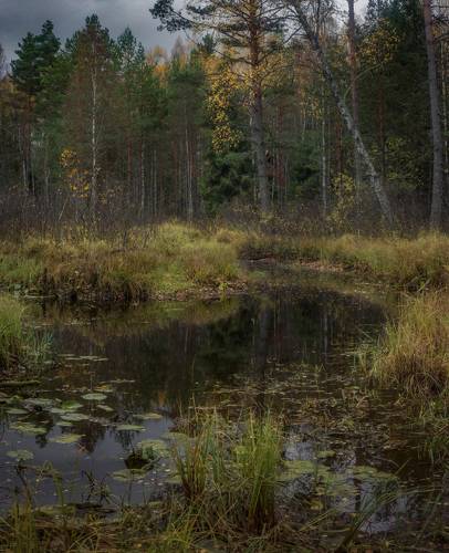 Тихая заводь. Суходол.