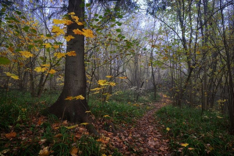 Последняя осень фото превью
