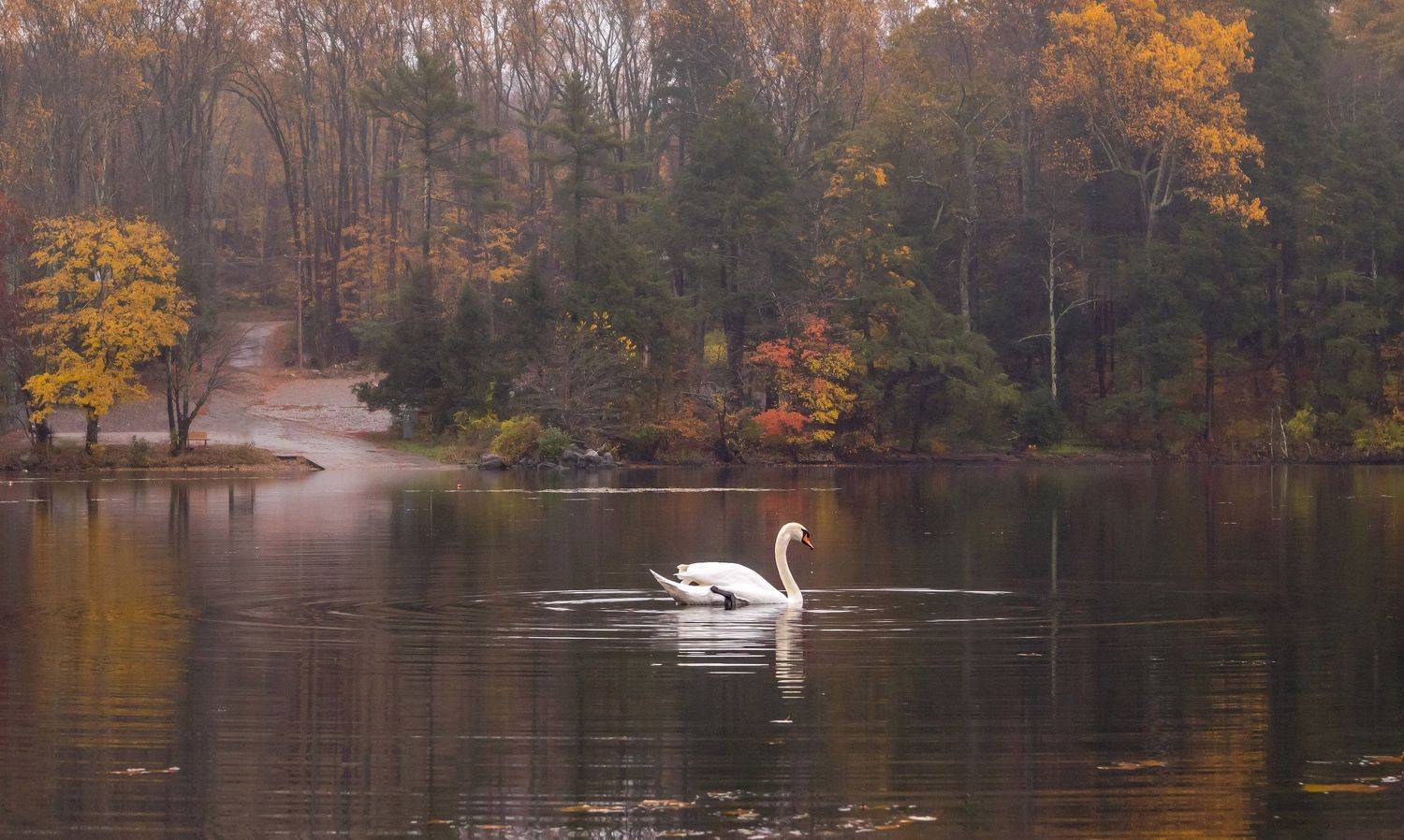природа,осень,пейзаж,деревья,отражения,озеро,вода,листья,лебеди,, Антонина Яновска
