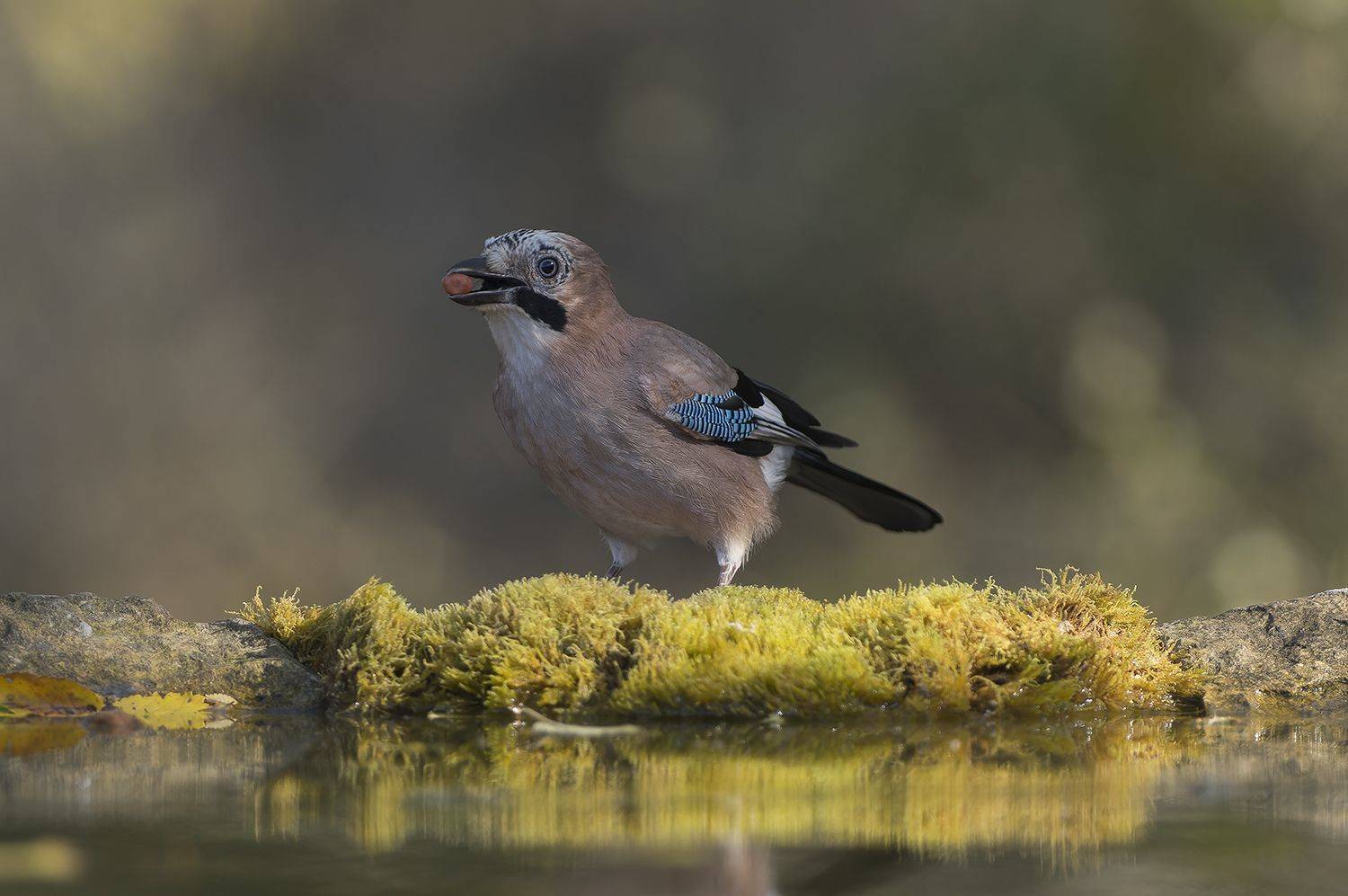 , Евгени Стефанов