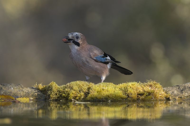 Сойка фото превью