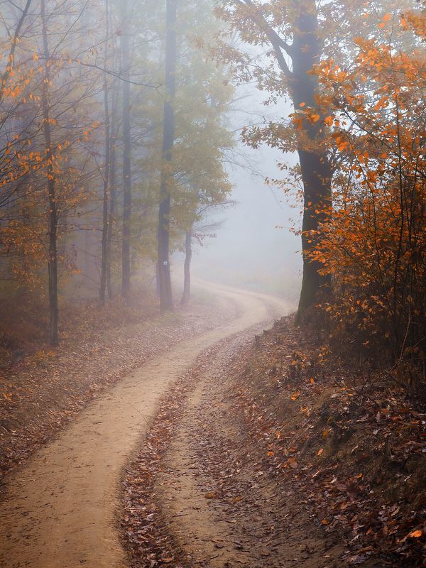Misty forest 3 фото превью