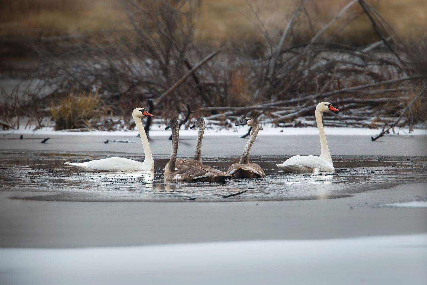 лебеди, птицы, озеро, осень, Vyacheslav Lozhkin